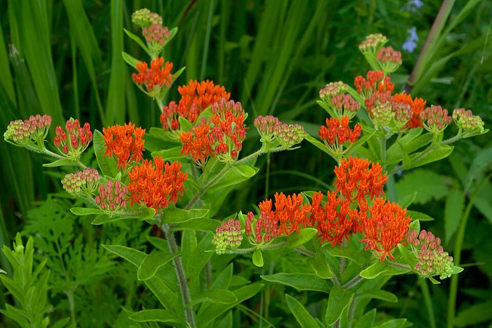 Butterfly milkweed