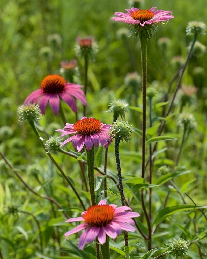 Purple coneflower
