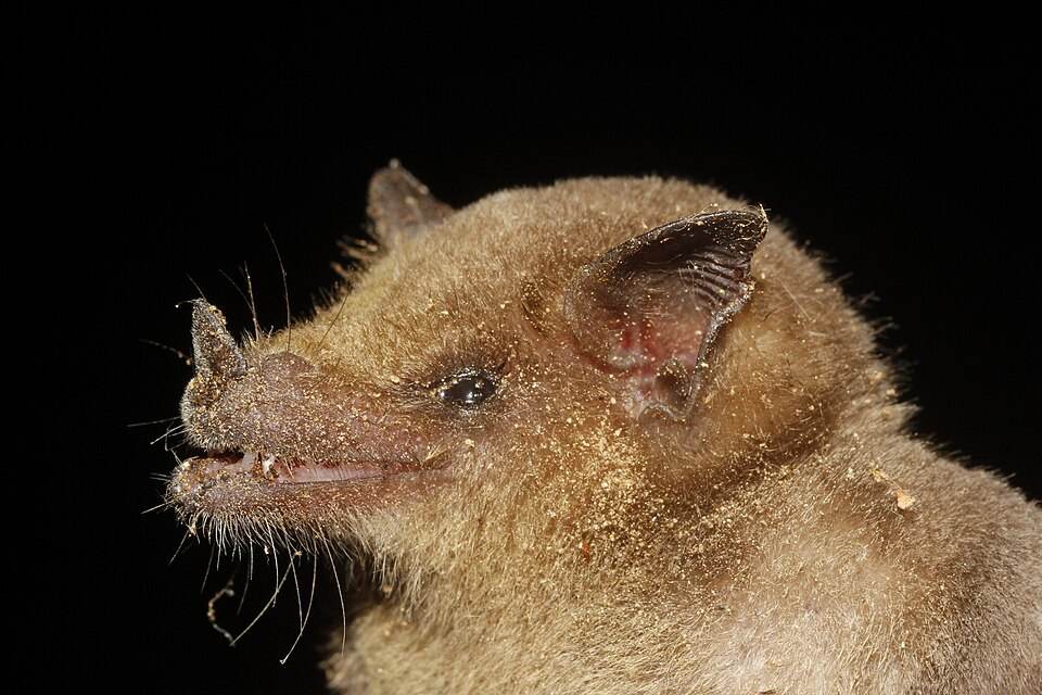 Lesser long-nosed bat
