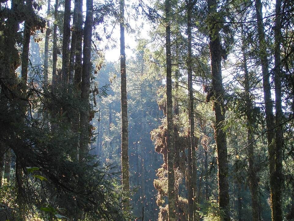 Monarch Butterfly Biosphere Reserve