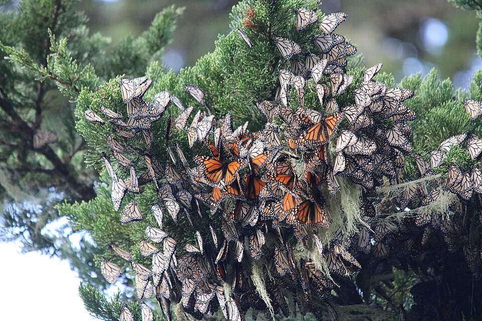 Monarch winter cluster