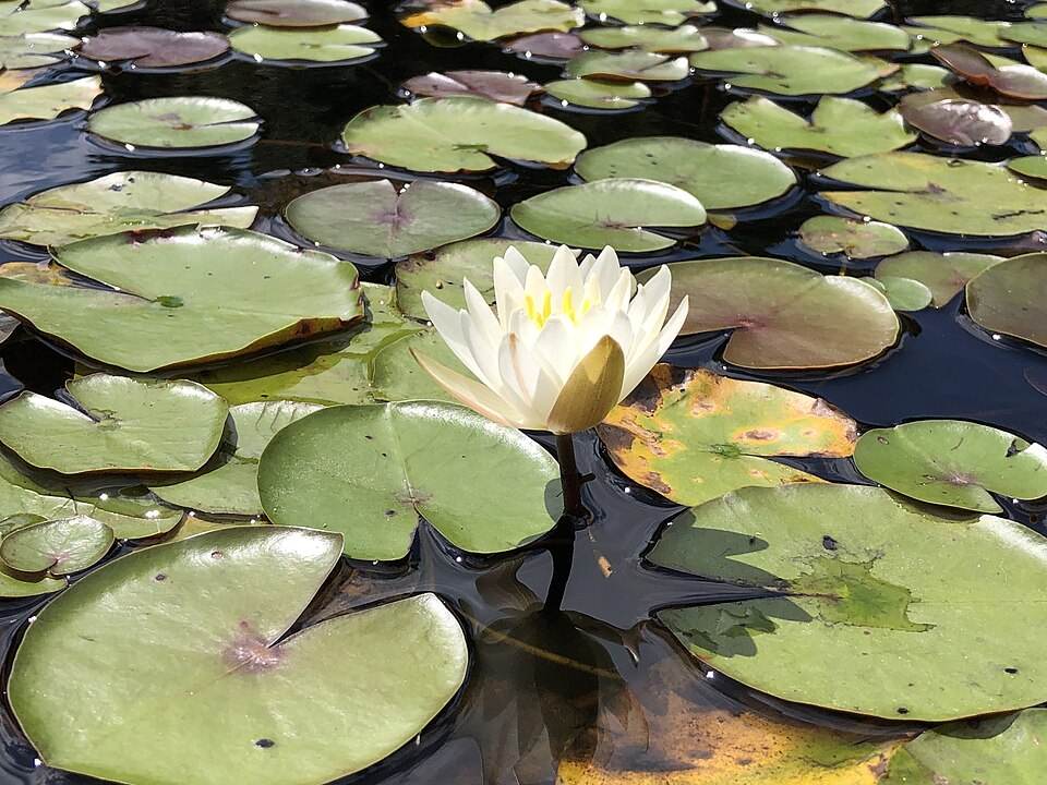 Water lily