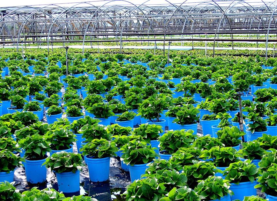 Plant nursery